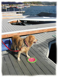 Golden Retriever Jamie on the dock at Lake Arrowhead Golden Retriever Jamie on the dock at Lake Arrowhead