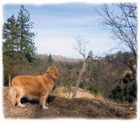 Golden Retriever Jamie surveys the “Pinnacles,” a
range in the San Bernardino Mountains Golden Retriever Jamie surveys the “Pinnacles,” a range in the San Bernardino Mountains